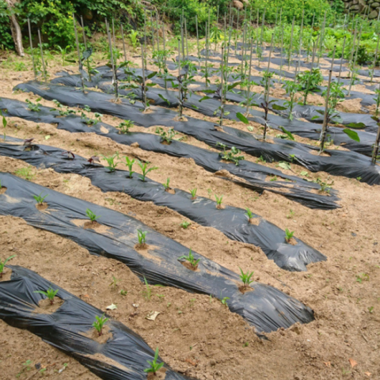 Black plastic sheeting